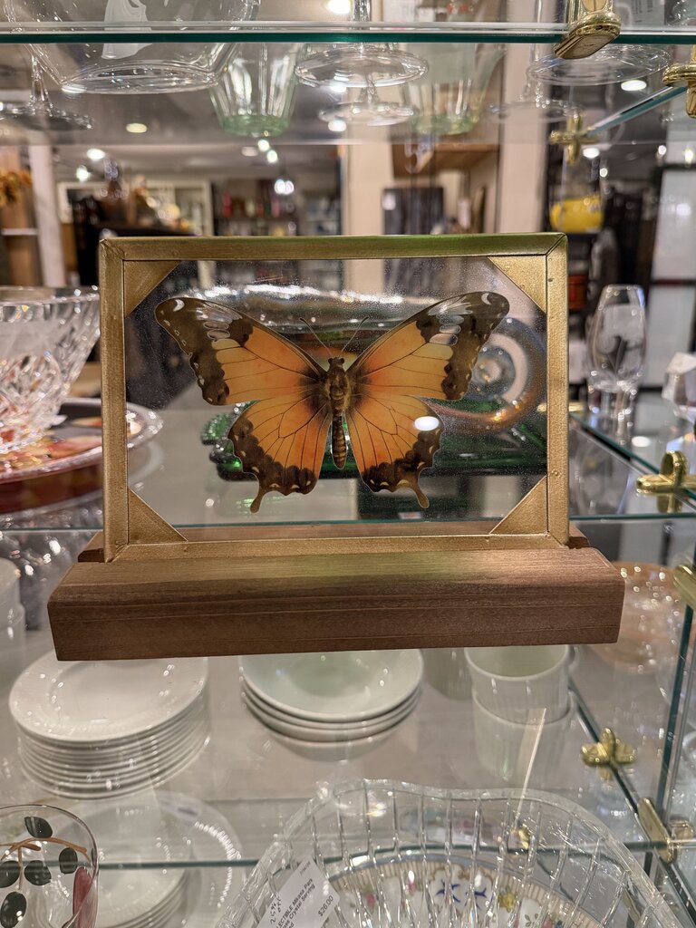 Butterfly in glass Picture and Stand
