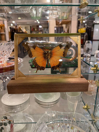 Butterfly in glass Picture and Stand