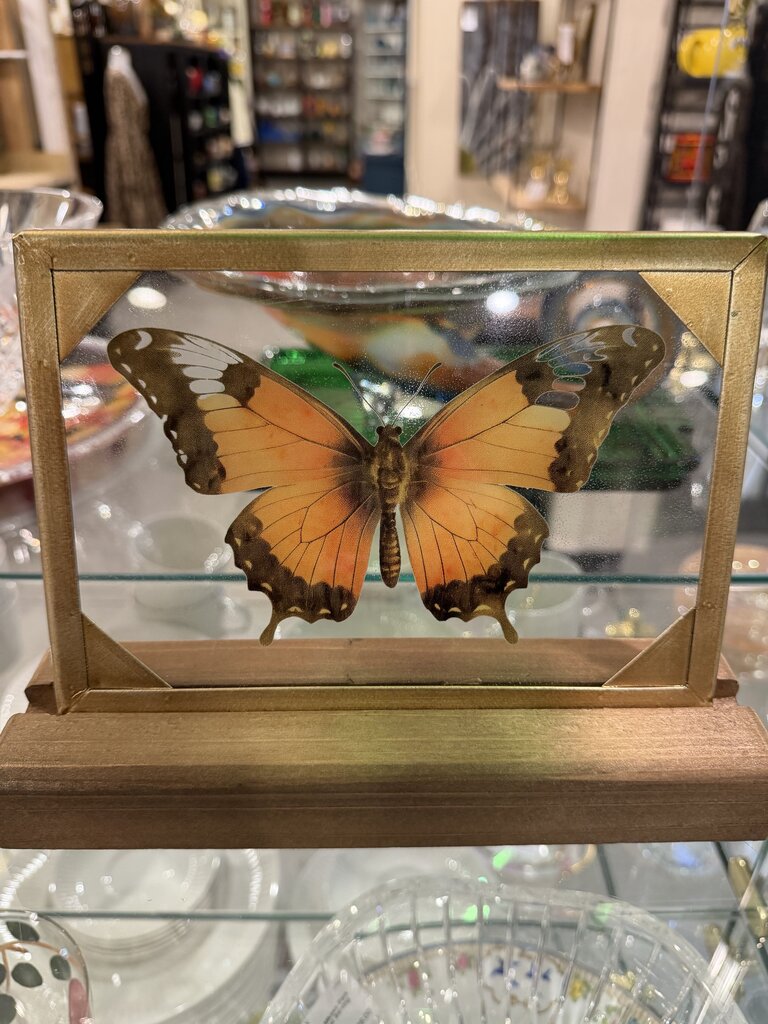 Butterfly in glass Picture and Stand
