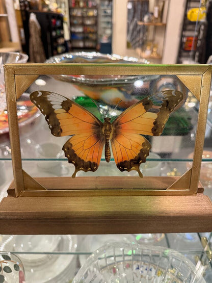 Butterfly in glass Picture and Stand